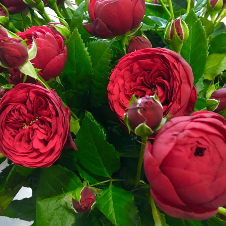Róża gałązkowa - dekoracje ślubne poznań - blog o kwiatach