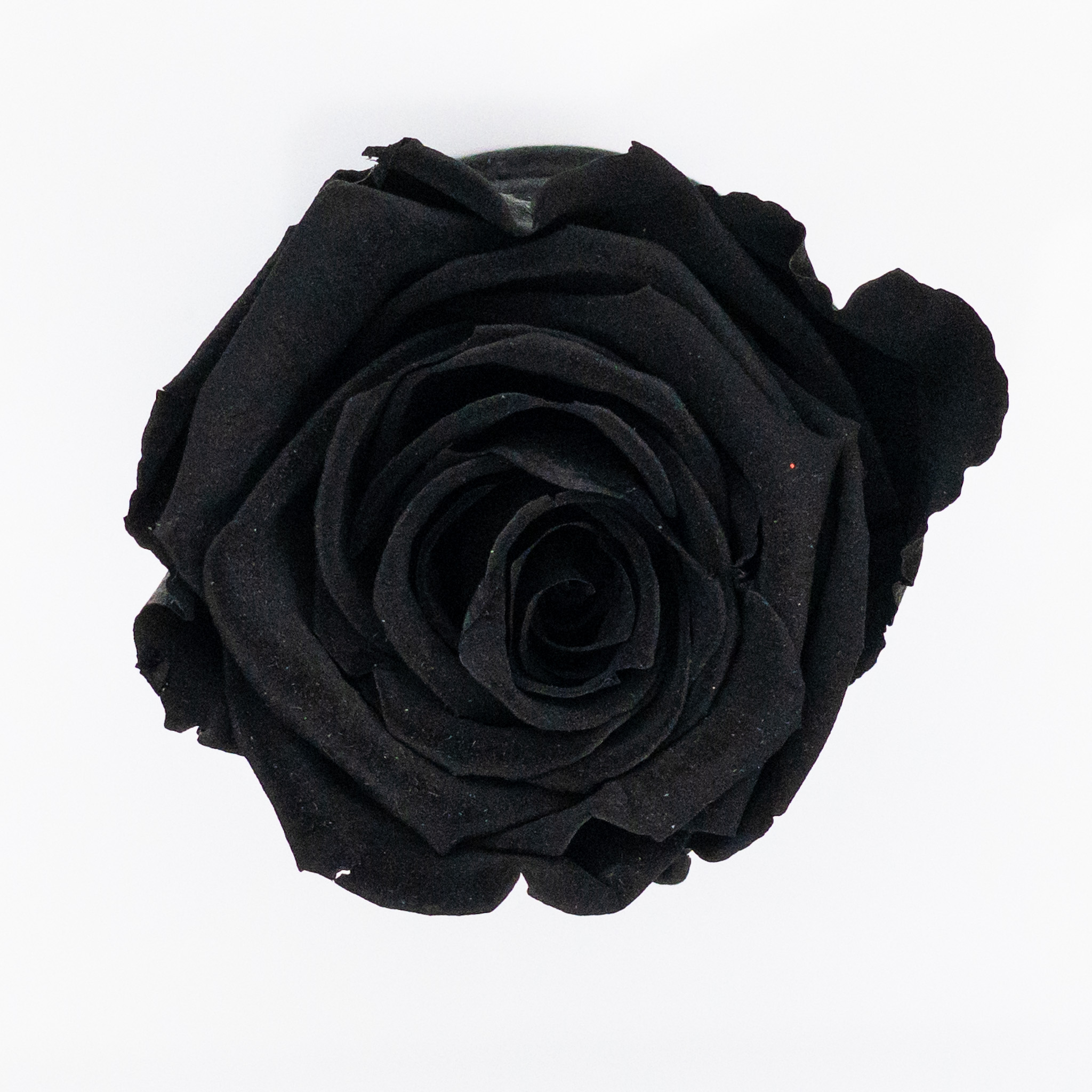 Czarna wieczna róża w boxie